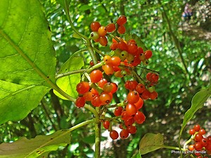 Coprosma grandifolia - Alchetron, The Free Social Encyclopedia