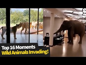 Top 16 Wild Animals Invading Homes & Businesses | Wild Animal Encounters