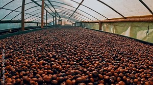 view of coffee beans during the drying process to obtain coffee in the greenhouse