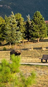 554K views · 7.9K reactions | Do you remember that song with the line ‘hotel, motel, Holiday Inn’? This scene with Split 5 totally reminds me of it—so many tourists gazing out their hotel windows at this scene. It was pretty awesome to witness!! #estespark #coloraod #estesparkcolorado #hotellife #rut #elkrut #antlers #trophy #bullelk #reelkarofeelkaro #fbreelsfypシ゚ #wildlife #wildlifeplanet #wildlifephotography #wild #wildlifeaddicts | Colorado Wild Photography | Facebook