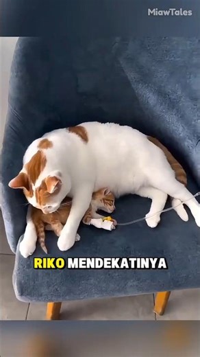 The Story of Riko, the Cat Who Becomes a Calming Aid at the Clinic