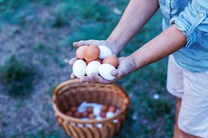 Brown Eggs Vs. White Eggs—Dietitians Reveal Which Is Better for You