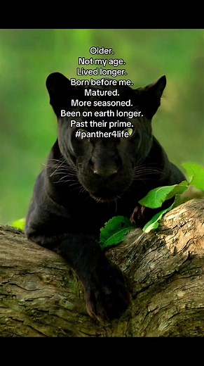 What Is a Cougar? Dating Older Women & Panther4Life