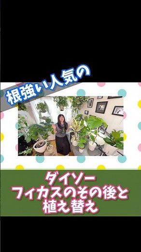 The status and repotting of the Daiso Ficus #houseplants #lifewithplants #ficus