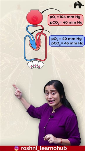 Transport of Gases | Class 11 Biology with Roshni Mam #concepthogacrystalclear