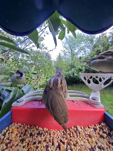Alarm am Futterhaus! Warum die Spatzenbande plötzlich die Flucht ergreift