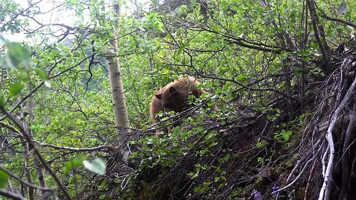 Spear Hunting a Grizzly Bear at ground Level