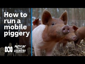 How to run a sustainable, ethical, mobile piggery 🐷🥓 | Movin’ To The Country | ABC Australia