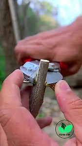 Grafting method | Pakistan Agriculture Forum