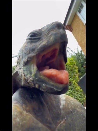 Tommy the Turtle - Bodies (Drowning Pool) #shorts #reels #musicmeme #turtle