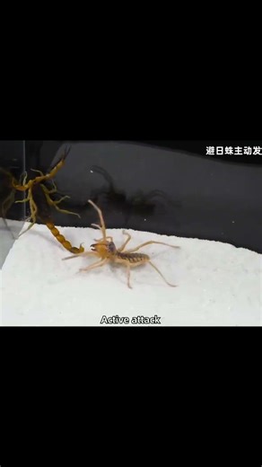 Solifugae Vs Scorpion #WildlifeEncounters#solifugaeattack#Scorpions#camelspider