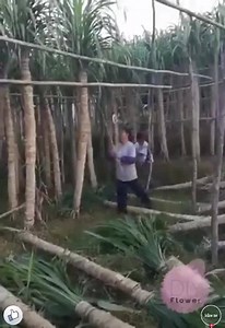 Amazing Sugarcane Farm  | Farming Techniques | Facebook