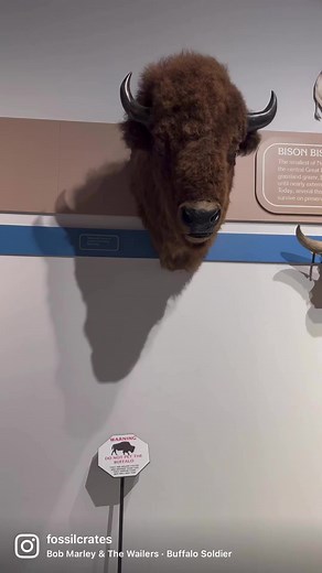 I enjoyed this Bison evolution exhibit at the Panhandle-Plains Historical Museum in Canyon, Texas, just outside of Amarillo. The signage was wonderful and the artwork on point. I left the exhibit far more knowledgeable about these big #artiodactyls than when I entered. Which surprised me as I have worked around Bison latifrons skulls for years, and love Yellowstone, but somehow hadn’t thought about them evolutionarily. Let’s take a quick look at each of the #Bison (the name means ‘wild ox’ :-)) 