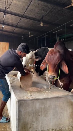 Exploring Bull Barn Life: Dry Water Food Insights