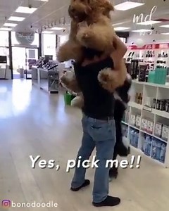 A tale of two dogs and one dad! | MetDaan Beauty