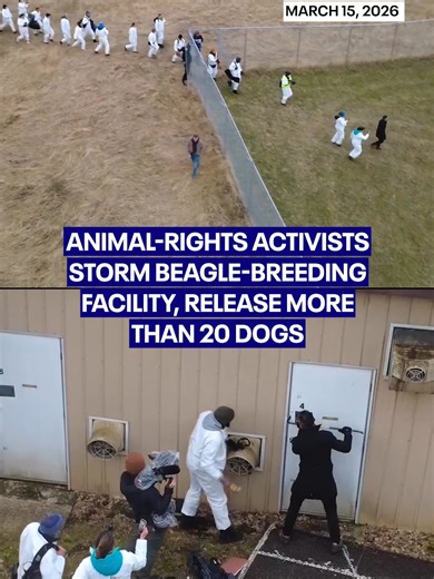 Dozens of animal-rights activists stormed a breeding facility and removed more than 20 beagles intended for scientific research. Approximately 60 individuals breached the perimeter of Ridglan Farms in Blue Mounds, Wisconsin, on March 15 to take the dogs before 27 people were arrested and released pending trial. The facility had previously agreed to cease its breeding operations by 2026 following an investigation into surgeries performed on animals without anesthesia.