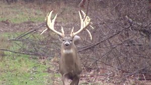 Samsons Whitetail Mountain on Reels