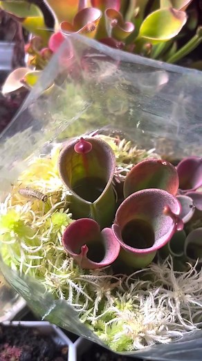 Heliamphora: The Carnivorous Plant Eating a Cricket