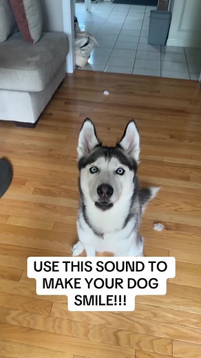 Addie's Heartwarming Smiles - Husky Dog Compilation