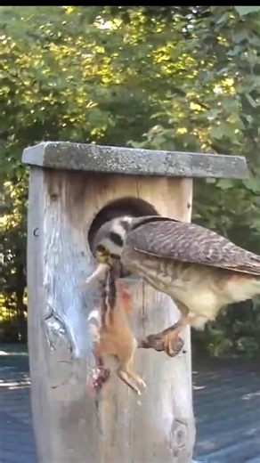 American kestrel feeding time