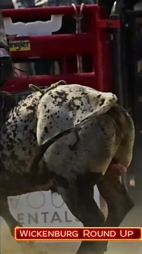 Wildest Rodeo Action: Can You Handle Jackson Hole? #shorts
