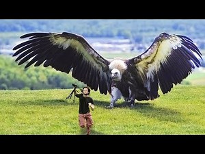 9 Most Dangerous Birds In The World