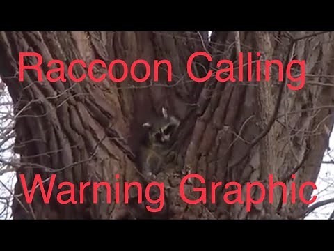 Killing Raccoons Is So Easy! MUST SEE VIDEO! Daytime Raccoon Calling