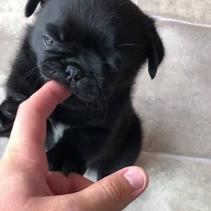 Puppy Nibbles 😍😬💕 Follow - Instagram.com/pugs | Pugs