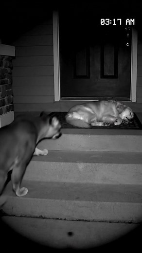 15K views · 33 reactions | A heart-stopping security camera sequence capturing a mountain lion stalking an unsuspecting family pet in the dead of night. The tension is broken by a motion-sensor light, highlighting the raw reality of suburban wildlife encounters. #veo,#securitycam,#wildlife,#suspense,#nightvision,#realism,#closecall | Ma & Co Accountants | Facebook