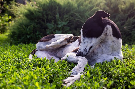 Dog Skin Allergies: Causes, Symptoms, and Treatment | PetMD