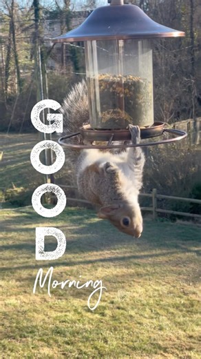 One armed squirrel on the struggle bus