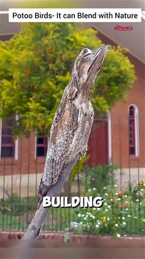 This potoo bird is genius in hiding #hide #birds #potoo #nature
