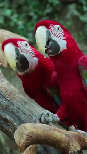 🔥 The Amazing Scarlet Macaw – Nature's Most Colorful Parrot! 🦜