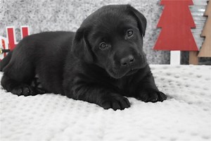 Champ - Labrador Retriever Puppy C3D189