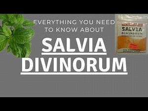 Everything You Need to Know About Salvia Divinorum