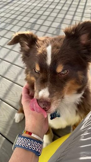 Dog’s tongue licking in slow motion