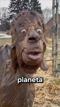 The 5 Weirdest Animals in the World 😱😱