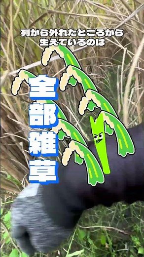 【神技】田んぼで雑草を抜くやり方 #稲作 #農業 #米作り