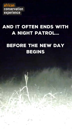 Ever wondered what a day in the life of a wild lion looks like? 🦁 Watch how lions eat, rest, socialise, and patrol their territory across Southern Africa. Want to see this up close while supporting lion conservation? Follow the link below to join one of our wildlife volunteering projects across Southern Africa ⬇️ https://f.mtr.cool/vnkydhwhmi #ConservationACE #Volunteering #AfricanWildlife #Lion | African Conservation Experience