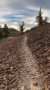 There truly is something magical about the ancient bristlecone pines. ✨ "The Great Basin bristlecone pines are the oldest living non-clonal organisms on the planet....They are gnarled, weather-beaten, and resilient, and live high on a cold, windswept mountaintop above Bishop." To learn more about the bristlecones and how to visit, please visit https://bishopvisitor.com/place-to-go/ancient-bristlecone-pines/ Thank you, @andyp.foto on IG for the video. Music: Sweater Weather (ambient version) | Vi