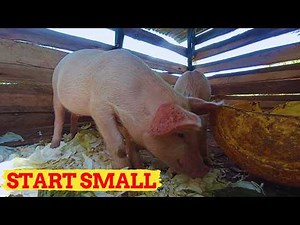 How My Parents Started a Small Pig Farming Business with Only 3 Pigs!