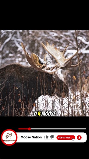 Newfoundland's Moose Takeover