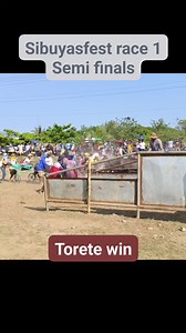 Bongabon Sibuyas festival karera ng kalabaw Semi final race 1, torete win | Buhay Karera JRTV