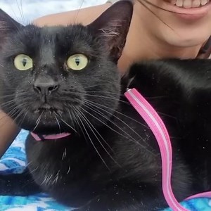 58K views · 3.8K reactions | A very relaxing day at the beach. No swimming today as the water was freezing but we did enjoy each other's company 殺 | Nathan the Beach Cat | Facebook