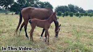 59K views · 3.1K reactions | Complete Video k liy YouTube Channel Pets Lover in Punjab | Pets Lover in Punjab | Facebook