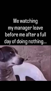 Funny Work Memes on Reels