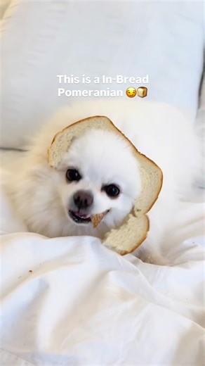 Coco Chanel | How to tell the difference: Purebred v.s. Inbred Pomeranians #reelitfeelit #pomeranianworld #pomeranianpuppy #dogsofinstagram | Instagram