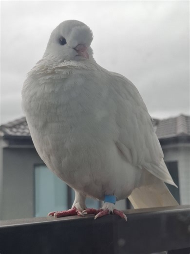 Lost Birds of Victoria (Australia) 🐦🐓🦜🕊🦆 | Lost dove seen with a blue tag | Facebook