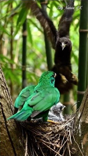 African Bird Defends Baby from Attack Near Bamboo and Wild Trees | 4K Nature Video