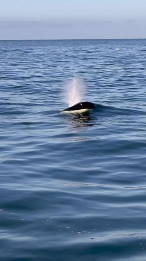 153K views · 6.6K reactions | Another exceptional day here at Oceanic Expeditions with a group of 5 Orcas. They were found just a few miles out from our harbor in Moss Landing. We enjoyed spending time with them | Ocean.Tour | Facebook